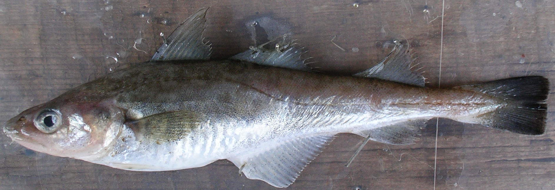 pacific tomcod.bmp